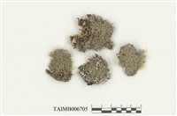 藏品(叉蘚屬)的圖片